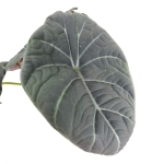 Alocasia maharani - XL