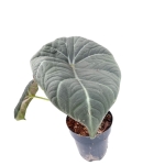 Alocasia maharani - XL