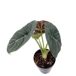 Alocasia maharani