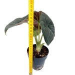 Alocasia maharani - XL