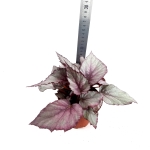 Begonia Maori Haze - XL