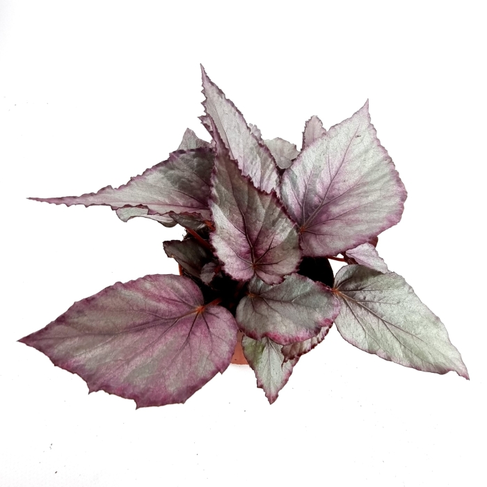 Begonia Maori Haze - XL