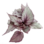 Begonia Maori Haze - XL