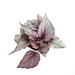 Begonia Maori Haze - XL