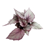 Begonia Maori Haze - XL
