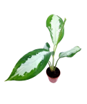 Aglaonema Diamond Bay - M