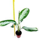 Aglaonema Diamond Bay - M