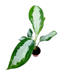 Aglaonema Diamond Bay - M