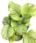Calathea orbifolia XL
