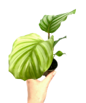 Calathea orbifolia S