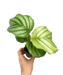 Calathea orbifolia S