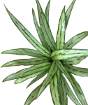 Aglaonema cutlass - zdjęcie poglądowe odmiany