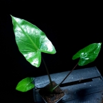 Alocasia Sumo