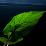 Alocasia Sumo