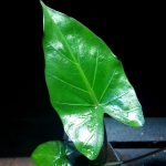 Alocasia Sumo