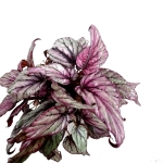 Begonia Hugh McLauchlan - XL