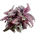 Begonia Hugh McLauchlan - XL