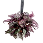 Begonia Hugh McLauchlan - XL