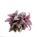 Begonia Hugh McLauchlan - XL