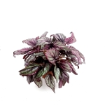 Begonia Hugh McLauchlan - XL