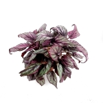 Begonia Hugh McLauchlan - XL