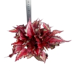Begonia Spitfire - XL