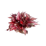 Begonia Spitfire - XL
