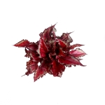 Begonia Spitfire - XL
