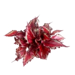 Begonia Spitfire - XL