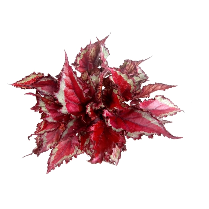 Begonia Spitfire - XL