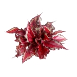 Begonia Spitfire - XL