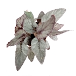 Begonia Arctic Breeze - XL