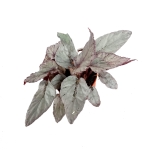 Begonia Arctic Breeze - XL