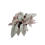 Begonia Arctic Breeze - XL