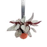 Begonia Arctic Breeze - XL