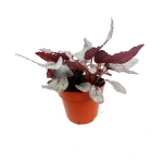 Begonia Arctic Breeze - XL