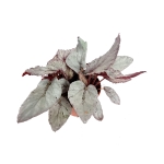 Begonia Arctic Breeze - XL