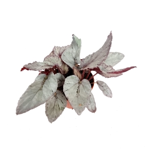 Begonia Arctic Breeze