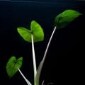 Alocasia Sumo