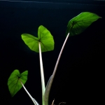 Alocasia Sumo