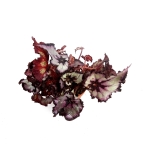 Begonia Sardanna - XL