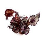 Begonia Sardanna - XL