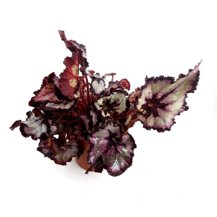 Begonia Sardanna - XL
