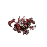 Begonia Sardanna - XL