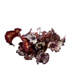 Begonia Sardanna - XL