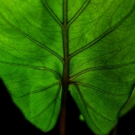 Alocasia Sumo