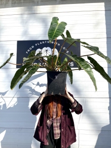 Philodendron billietiae nr 3