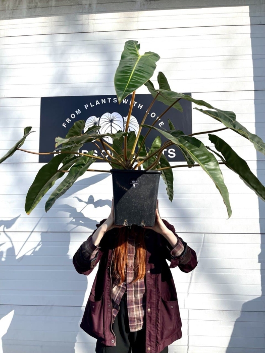 Philodendron billietiae nr 3