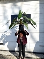 Philodendron billietiae nr 3
