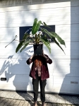Philodendron billietiae nr 3